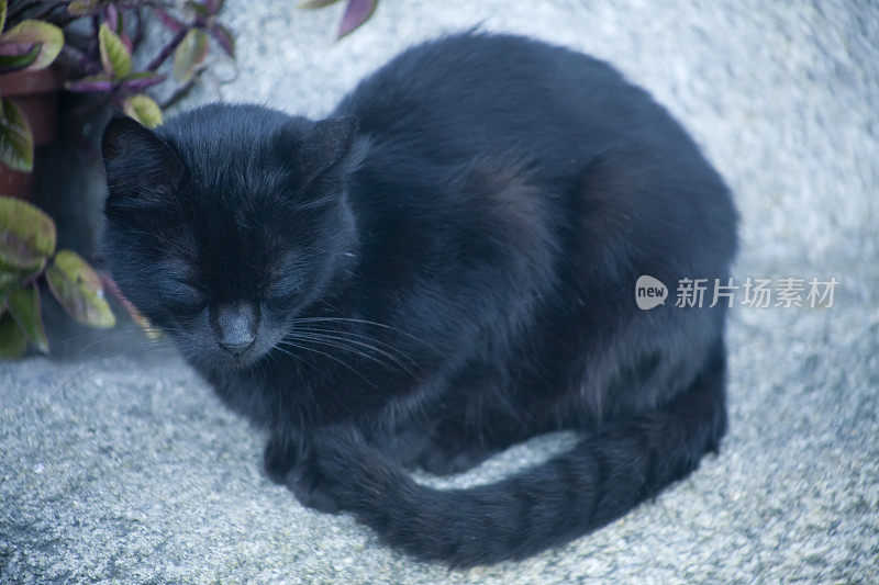 黑猫睡觉的特写