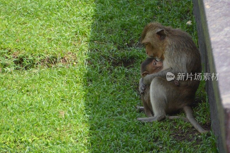 华富里，普朗山姆约外，猕猴照顾婴儿