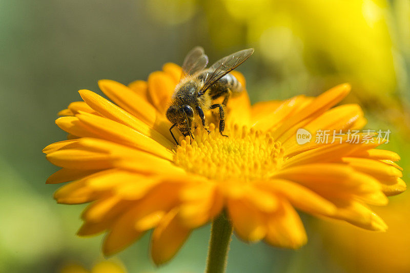 蜜蜂在万寿菊