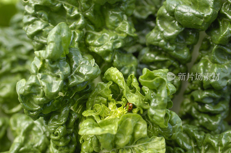 新鲜的绿色瑞士甜菜和瓢虫一起生长。