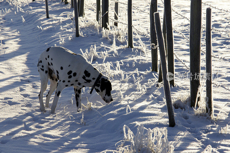 雪中的斑点狗