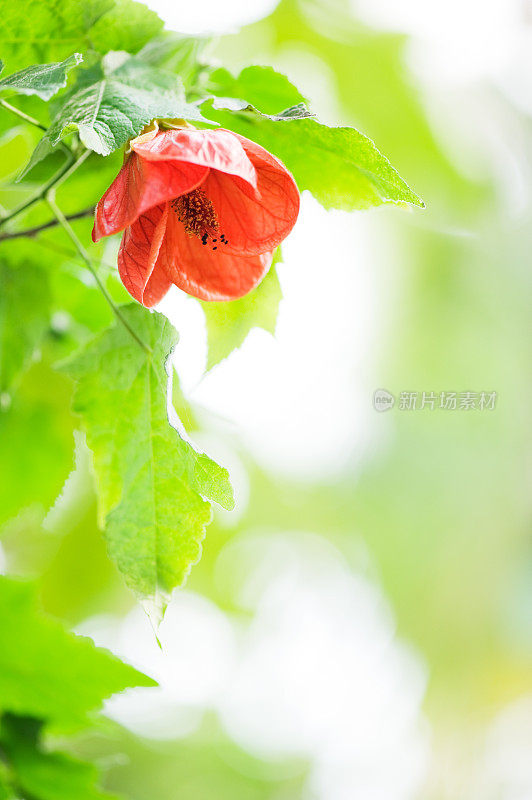 红色青麻花