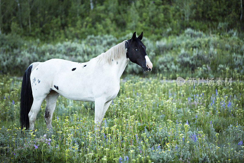 夏日牧场上醒目的黑白漆马