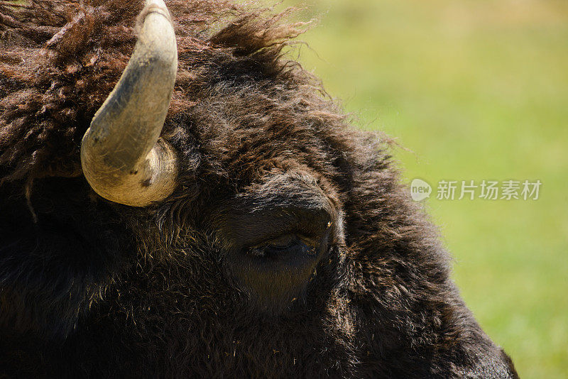 北美野牛特写