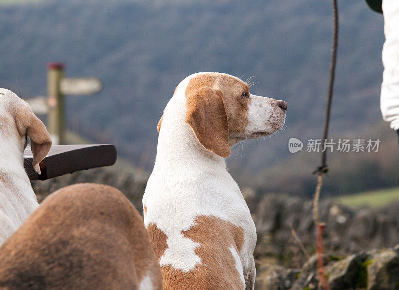 小猎犬视图