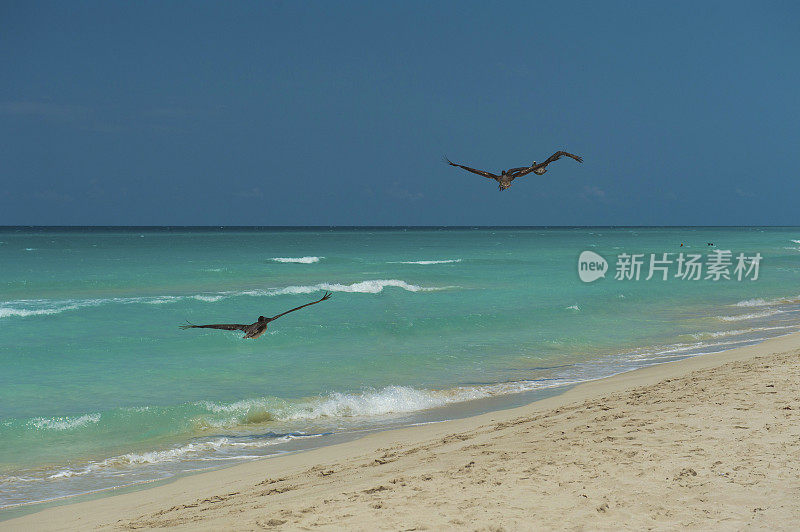 海滩上的鹈鹕