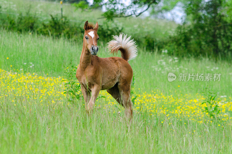阿西尔阿拉伯小马驹非常骄傲在草地