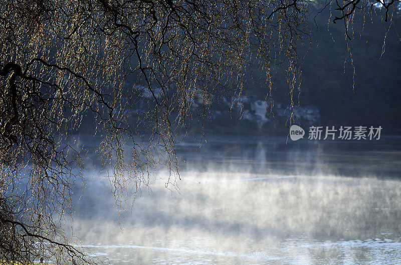 落叶树框架雾湖