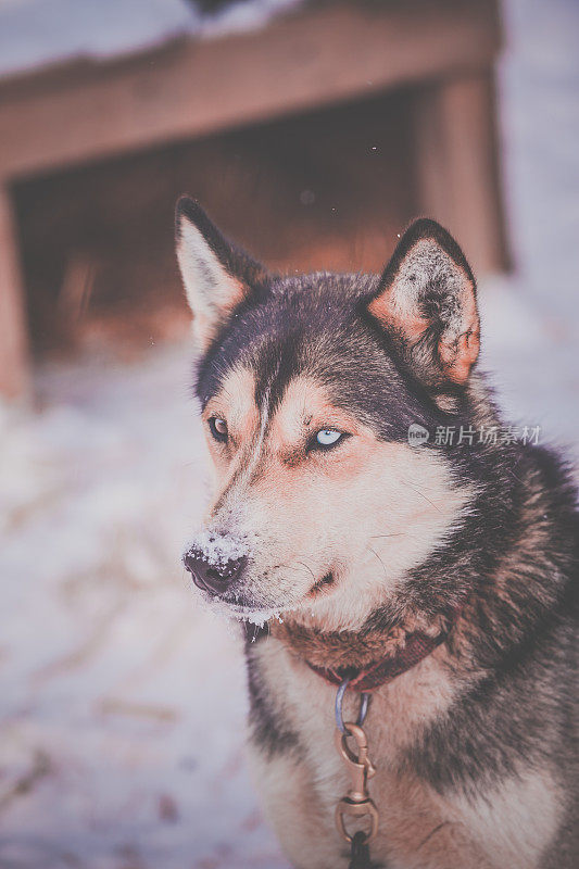 西伯利亚雪橇犬的狗