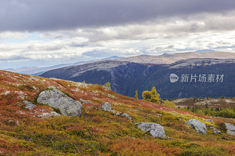 高山景观与红矮桦树和地衣在秋天。