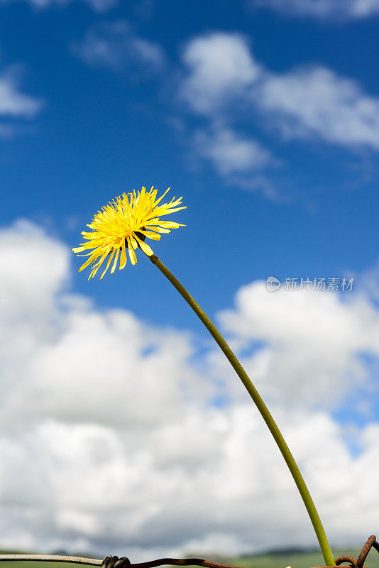 野花蒲公英盛开在春天与天空的背景微景