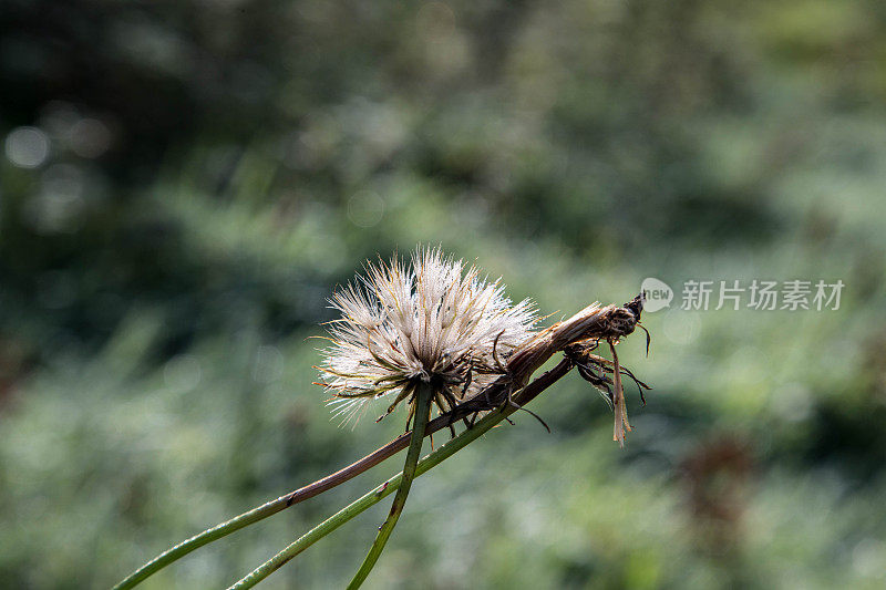 蒲公英seedhead