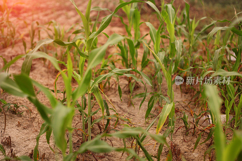 高粱植株排成一行