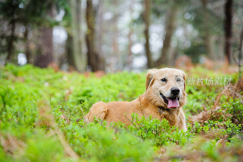 摆姿势的金毛寻回犬