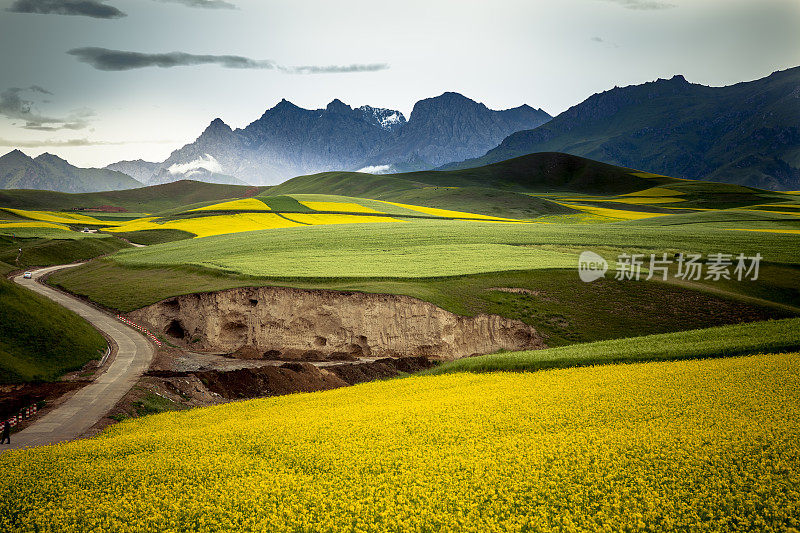 这条乡间小路穿过油菜田