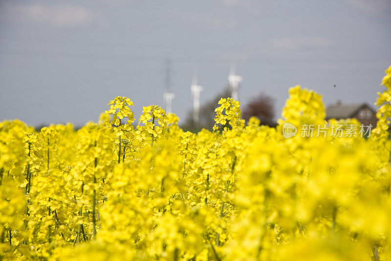 油菜花领域