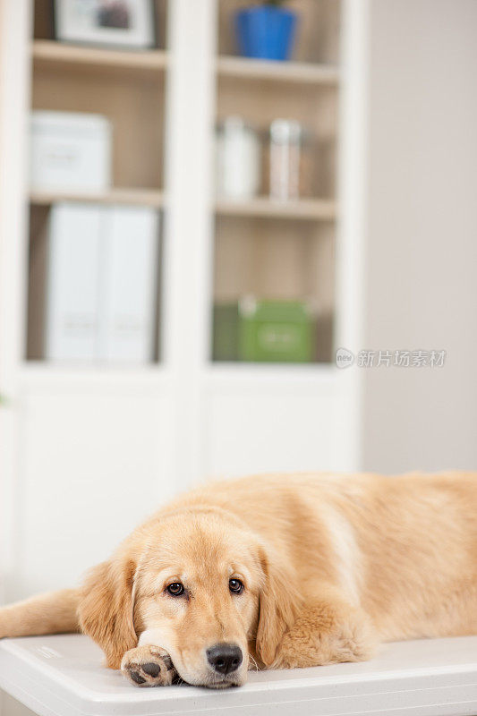 金毛猎犬的狗