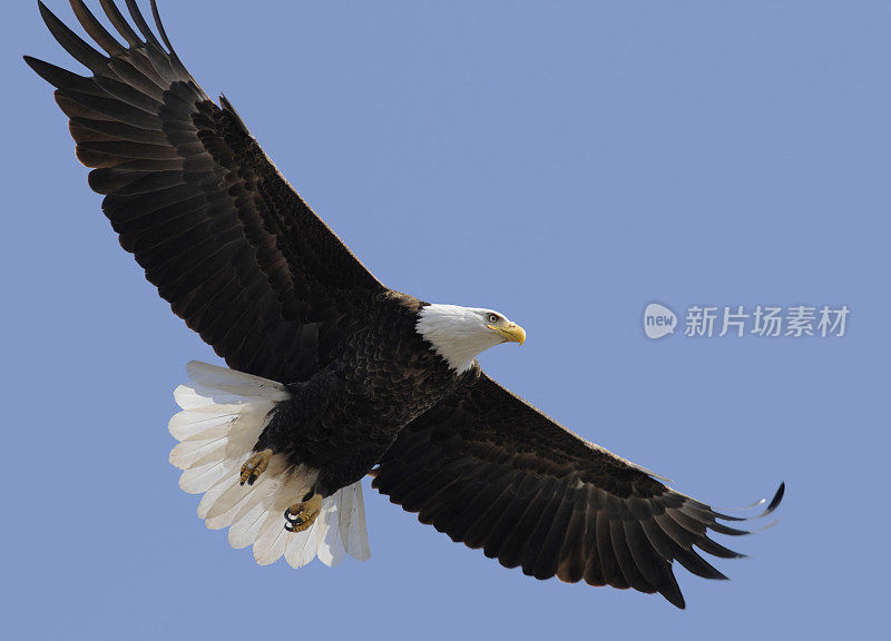 飞行中的秃鹰;展翅飞翔，蓝天