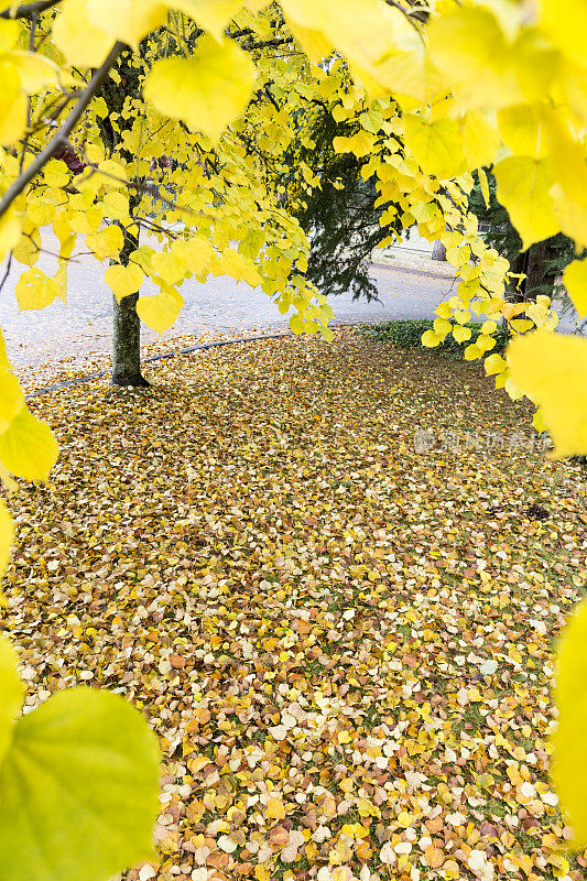 叶子的视角是一个被树叶覆盖的院子