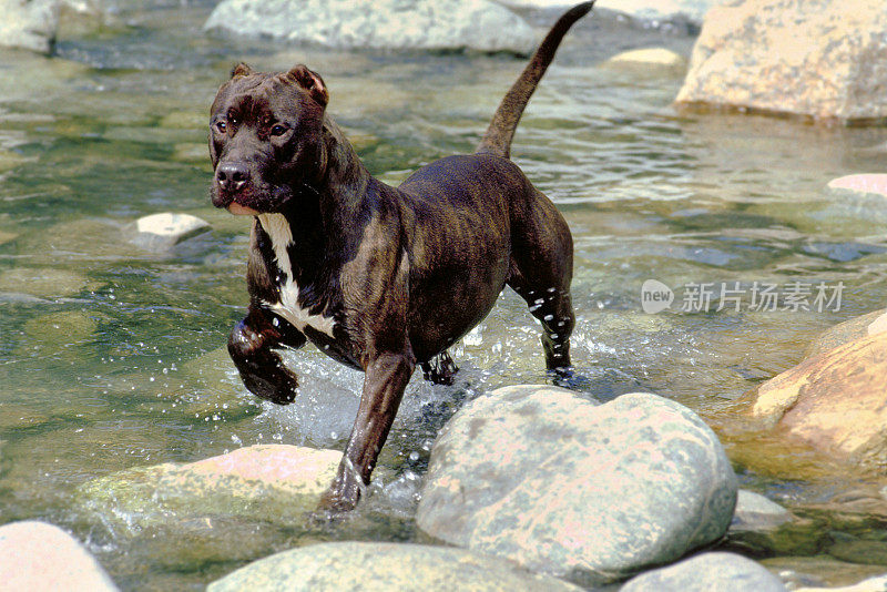 比特犬在水里的岩石上奔跑