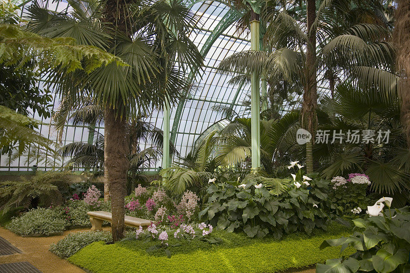 热带温室室内有棕榈树和长凳