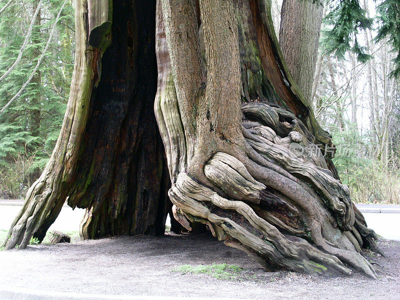 温哥华:斯坦利公园-空心树
