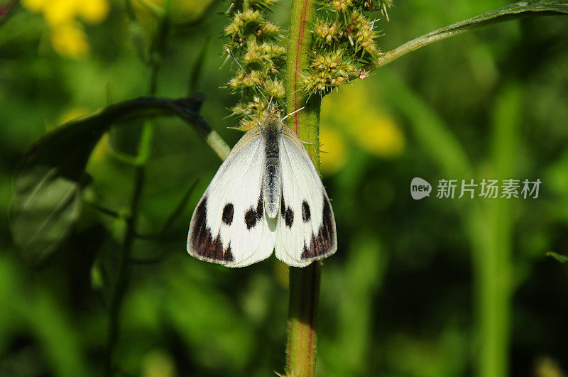 大白蝴蝶，英国