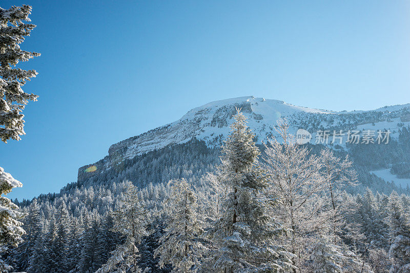 冬季景观与雪和树