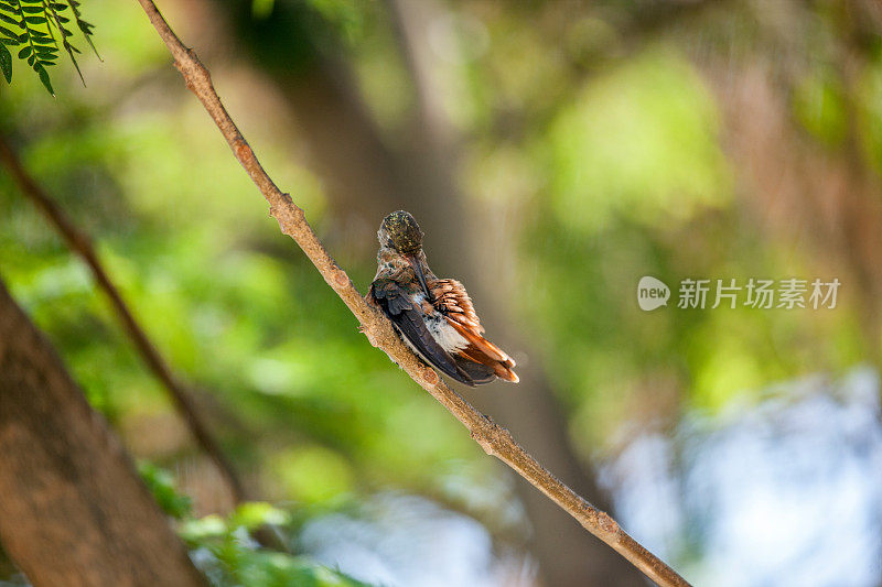 蜂鸟栖息在小树枝上