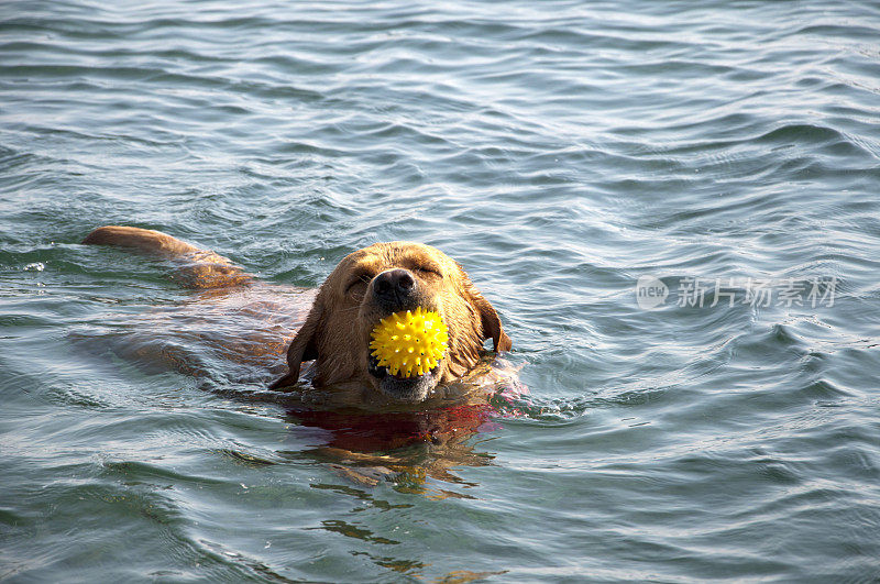 游泳狗与球