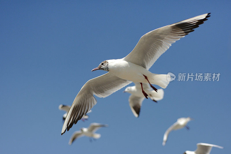 滇池上空飞过的黑头鸥