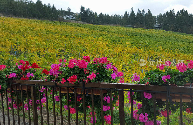 五彩缤纷的花，葡萄园和秋雨