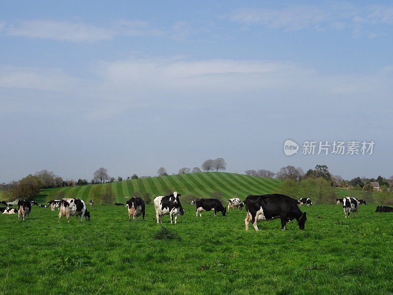 黑白花荷斯坦奶牛在田间的图片