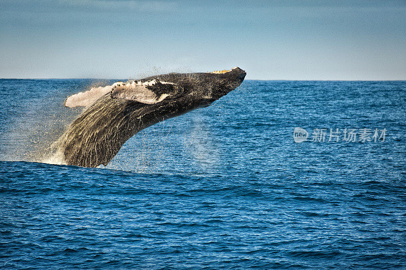 在夏威夷考艾岛的驼背鲸