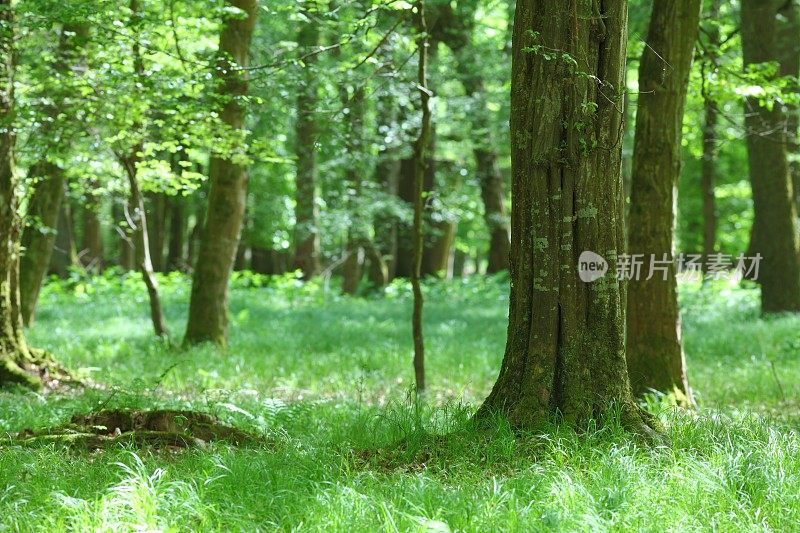 春天是一片茂密的森林和绿油油的草地