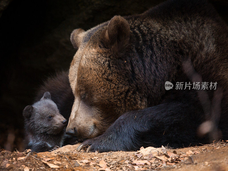 熊妈妈带着幼崽往洞穴外看