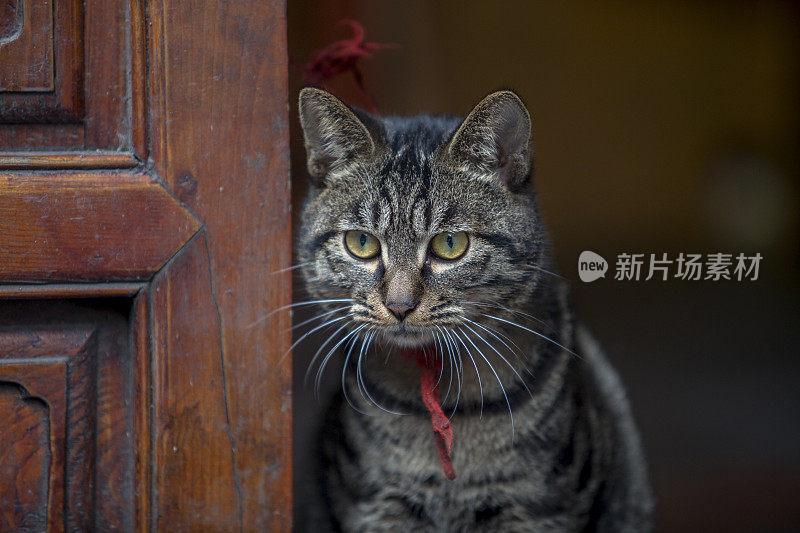虎斑猫坐在木门旁边
