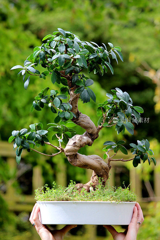 s形的无花果盆景树(无花果小果人参)，手持