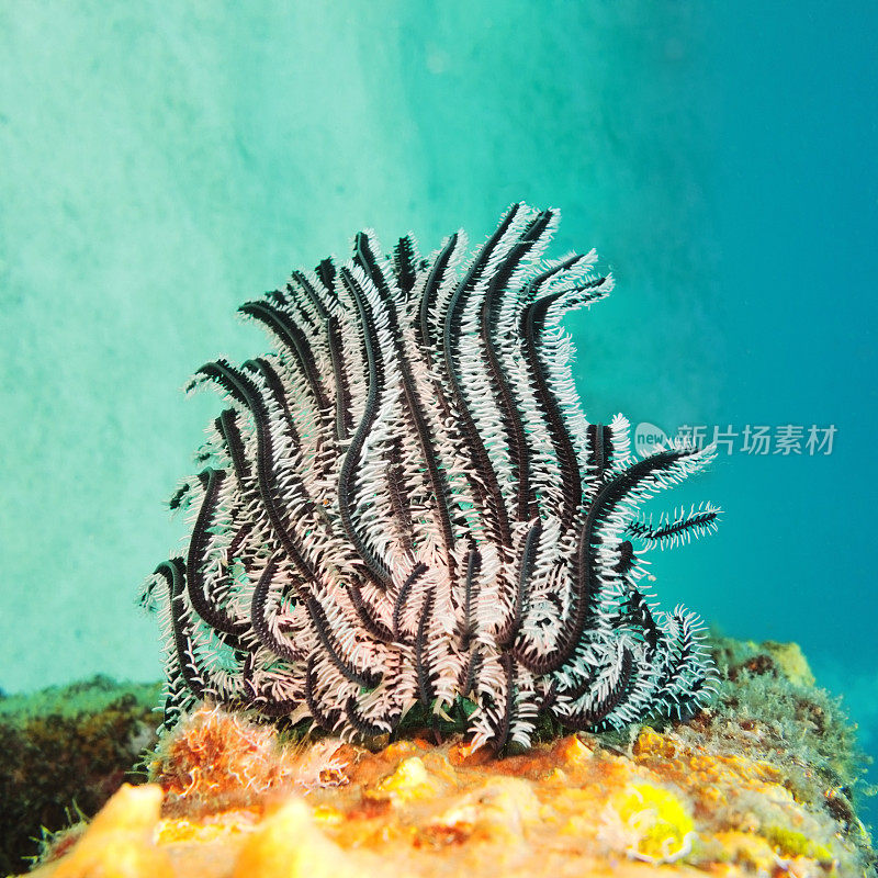 羽星，西米兰群岛珊瑚礁，普吉岛，泰国