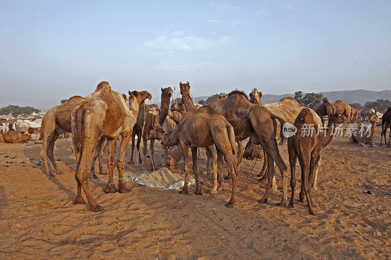 骆驼群，Pushkar