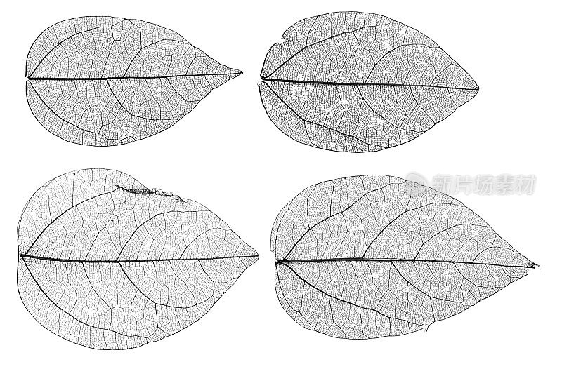 树叶骨架孤立在白色背景上
