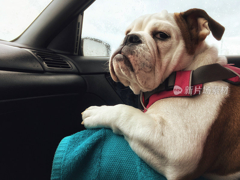 舒适的汽车乘客狗似乎不满足