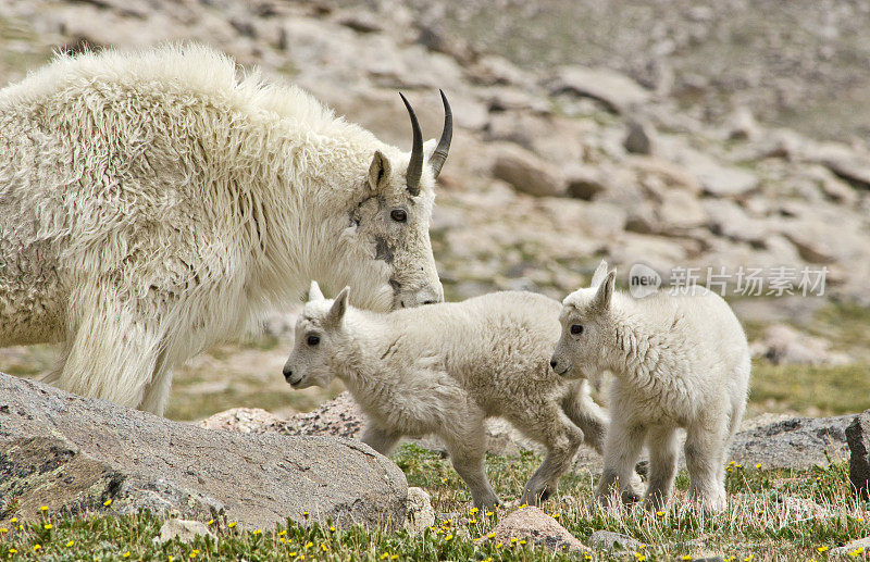 保护小羊的山羊妈妈和她的小羊