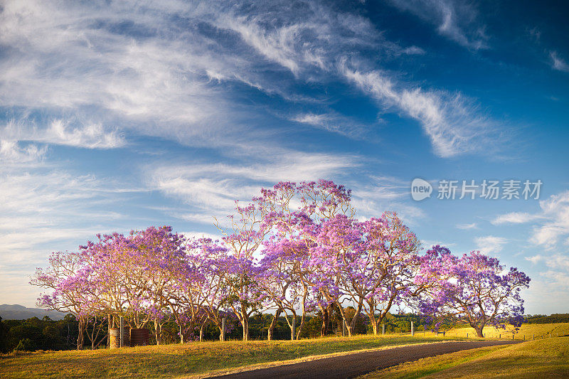 花蓝花楹树