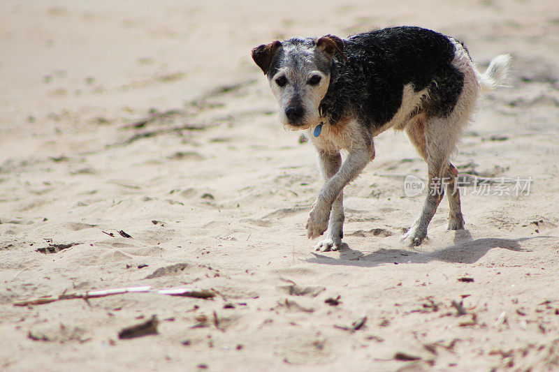 在海滩上遛狗