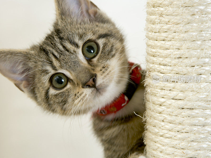 睁大眼睛的小猫在抓挠柱上看相机