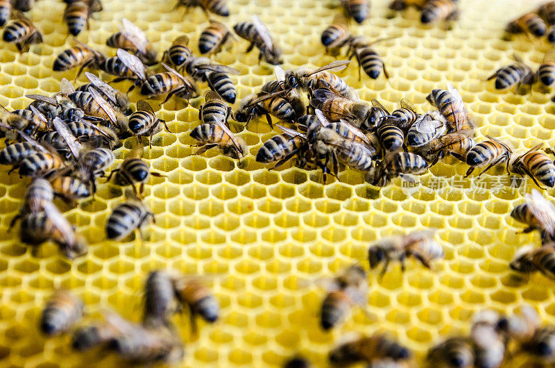 近距离观察满是蜜蜂的蜂巢