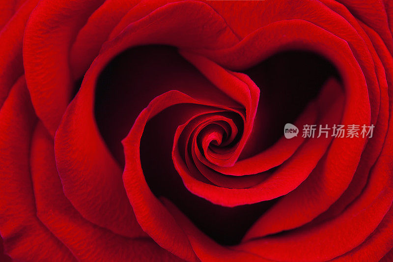 心形的红玫瑰