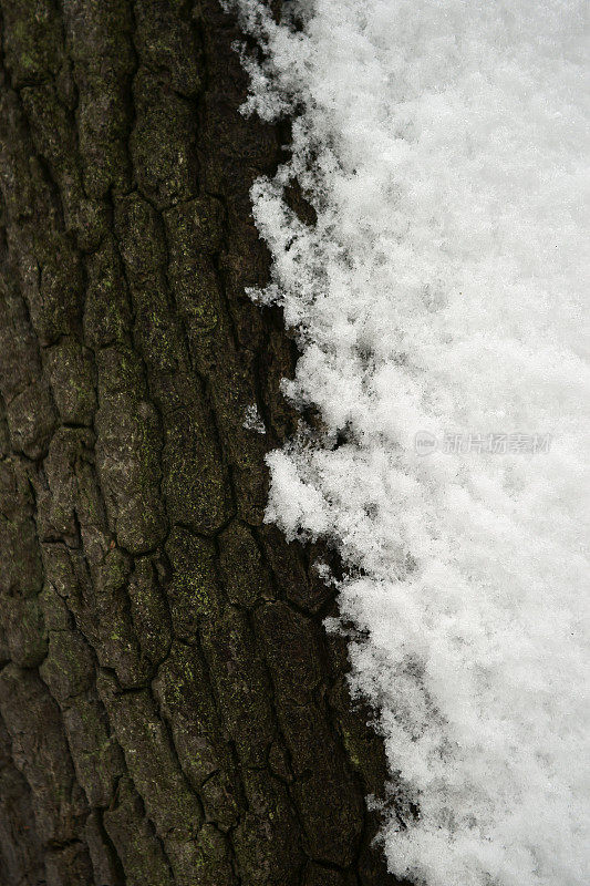 树皮上的雪