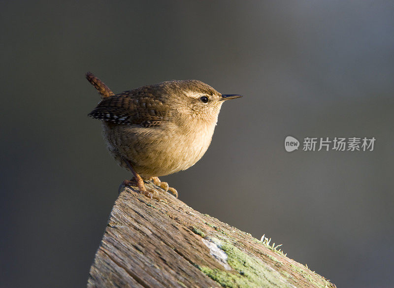 雷恩